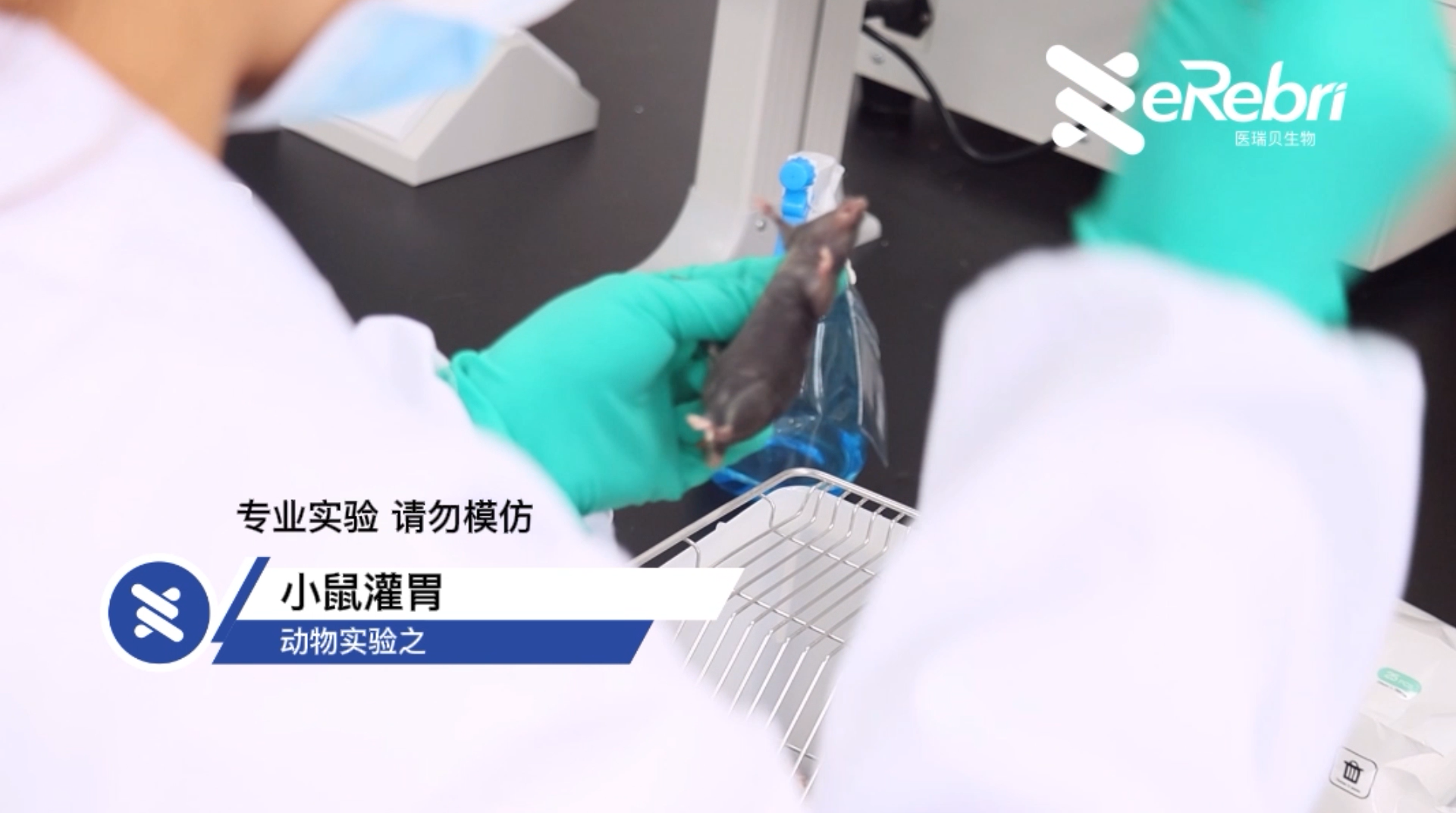 動物實驗-小鼠灌胃