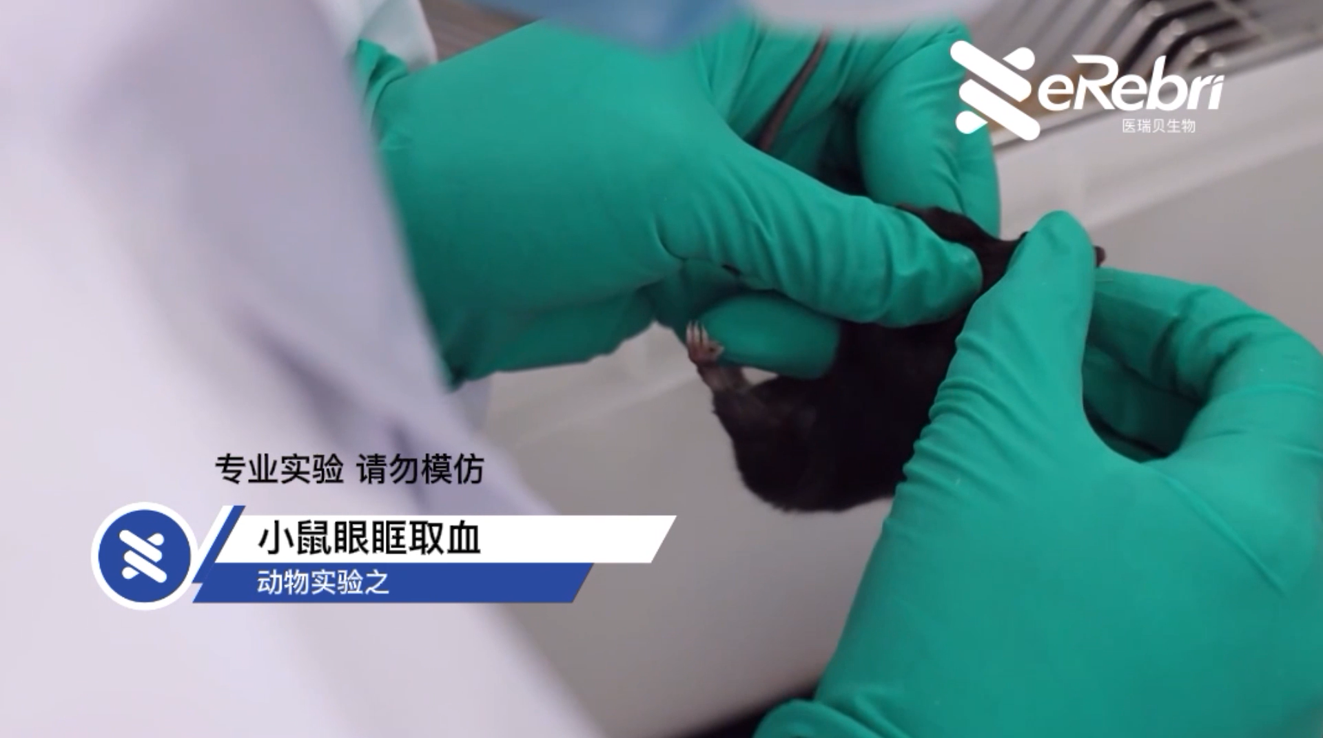 動物實驗-小鼠眼眶取血