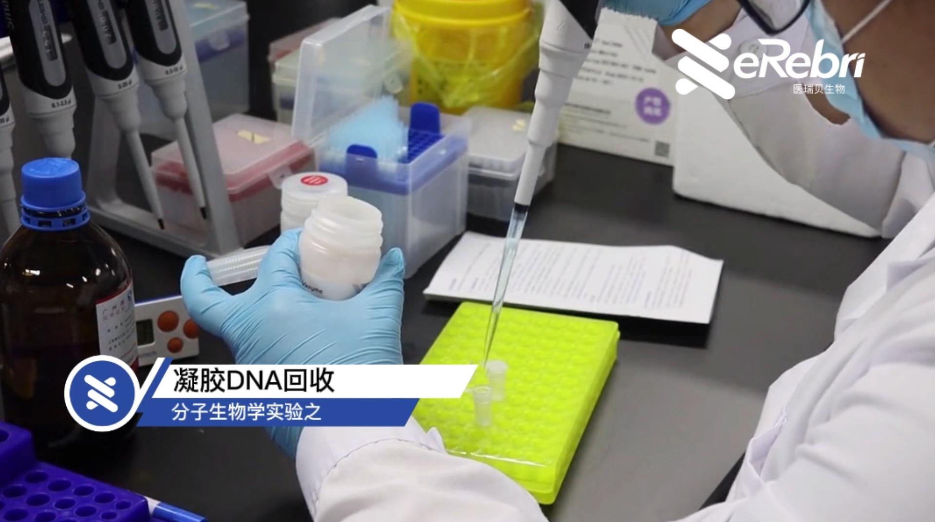 分子實驗-凝膠DNA回收