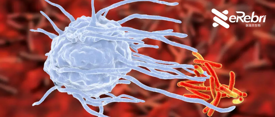 國自然熱點：巨噬細胞最新研究思路都在這，你確定不進來看看？