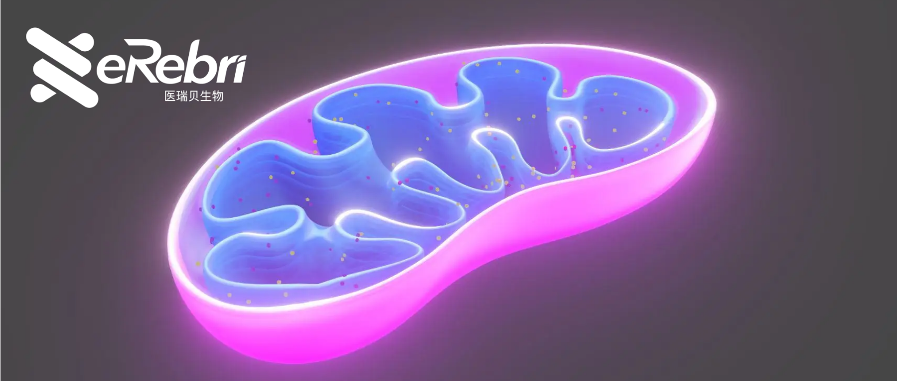 發(fā)文利器！一文了解熱點黑馬——“線粒體”2023四大研究思路